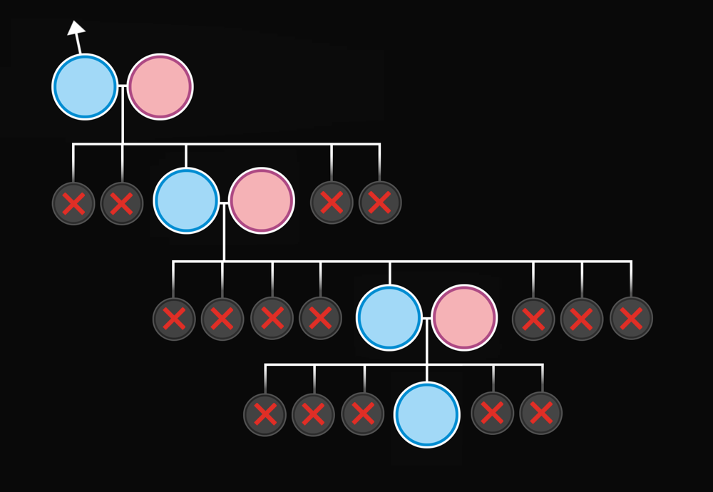 Genealogický vývod z předků